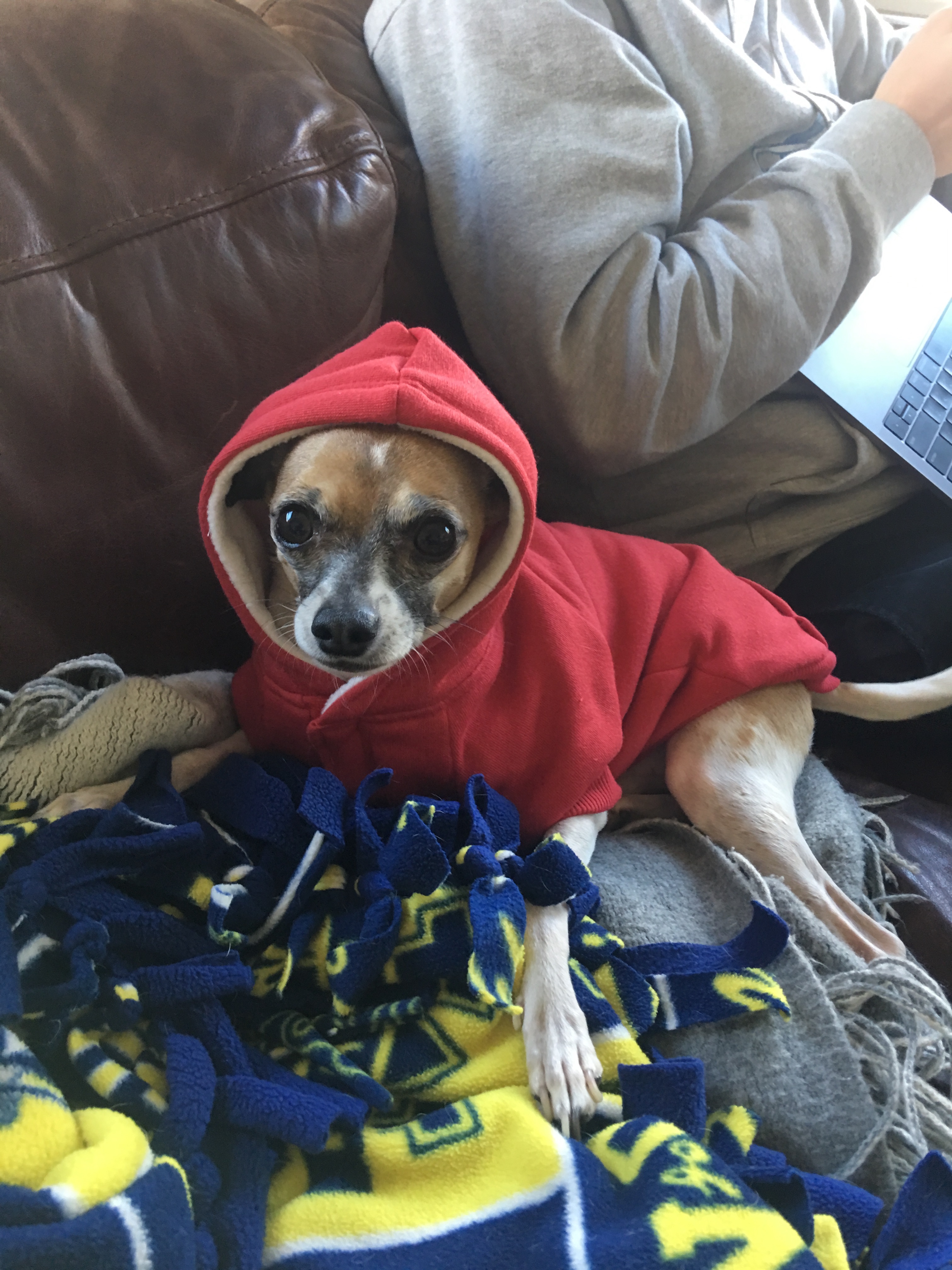 Little Ned Riding Hood