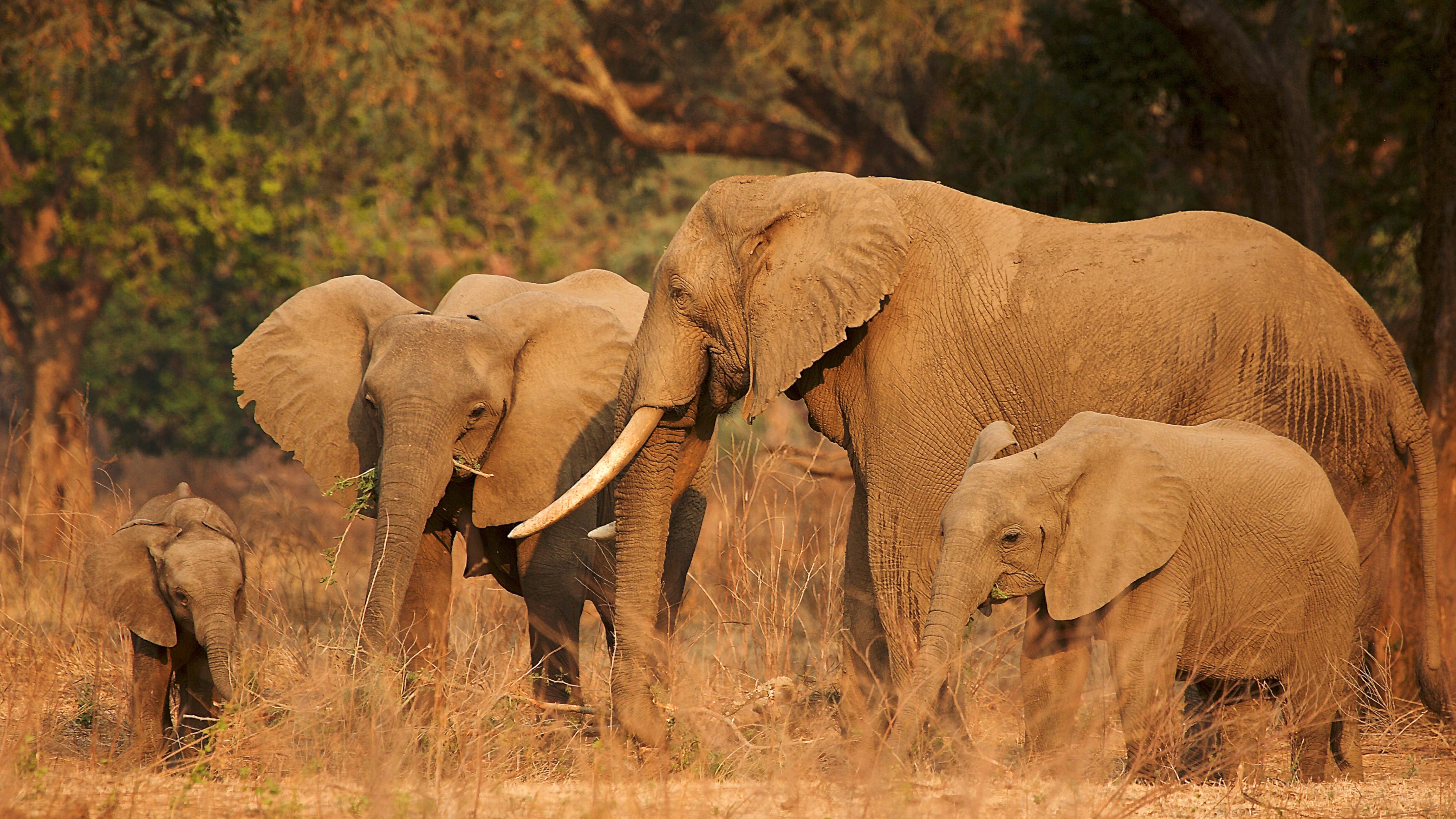 a young elephant family
