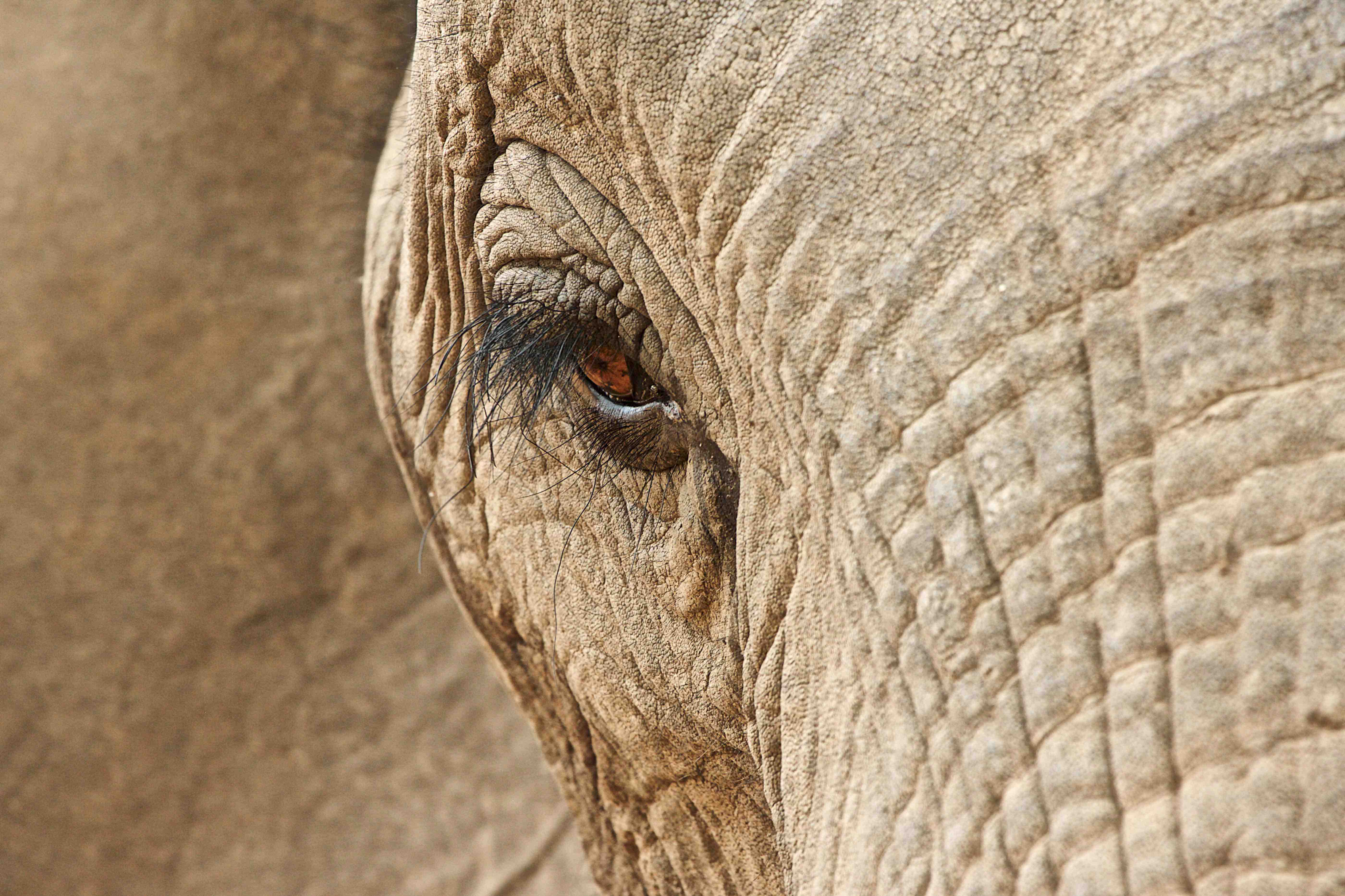 elephant eye