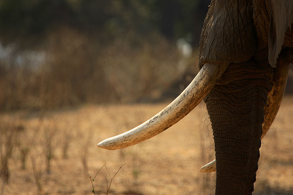 An elephant's tusk
