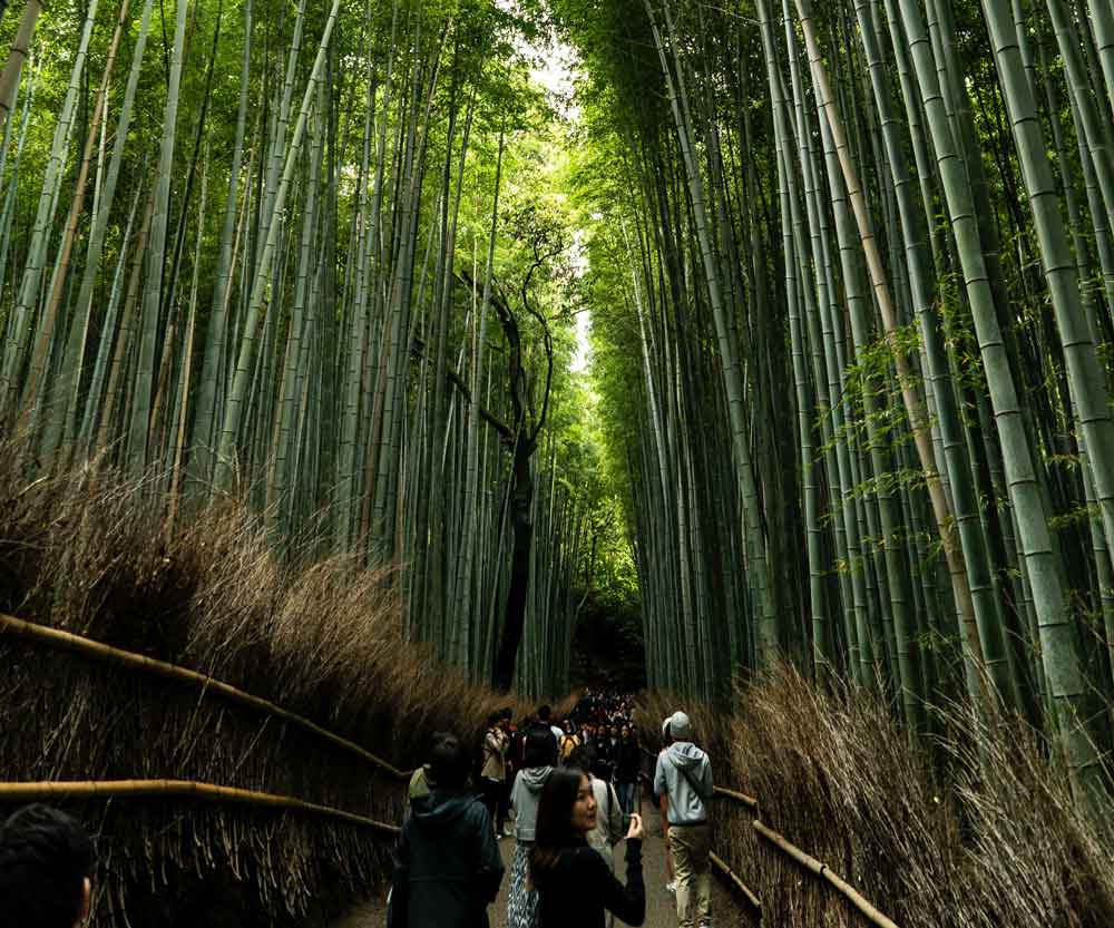 Arashiyama Bamboo Grove, Image by David Emrich via UnSplash