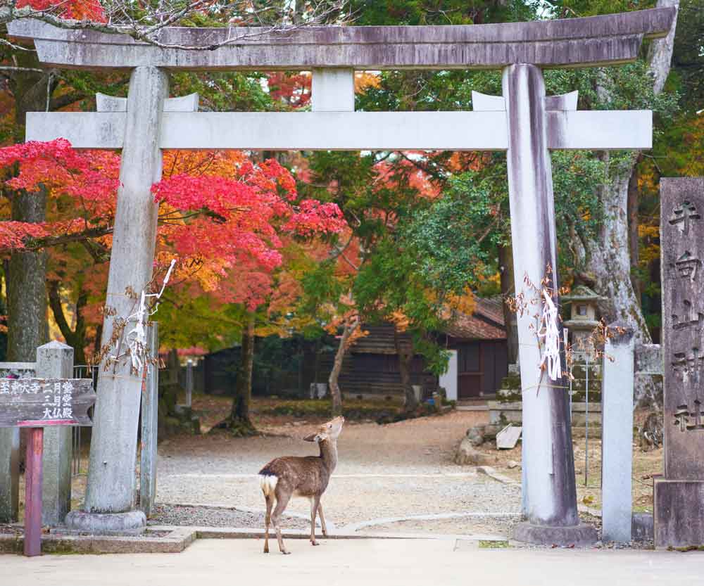 Deer in Nara Park, Image by Timo Volz via UnSplash