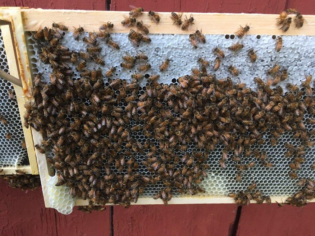 Beehive slab