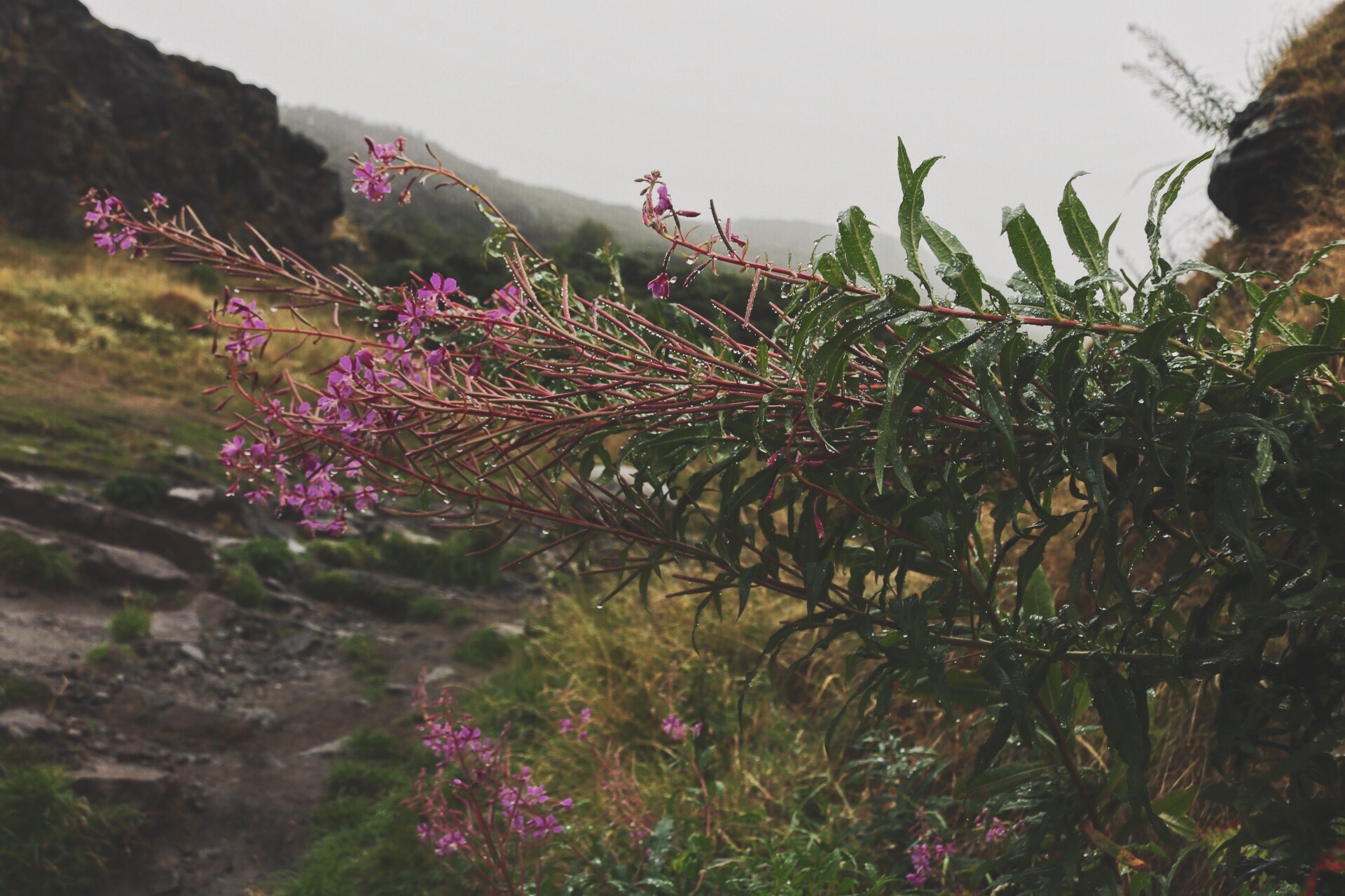Pink flowers in bloom at the foot of Arthur's Seat in Edinburgh, Scotland