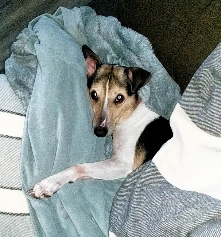 dog surrounded by blankets