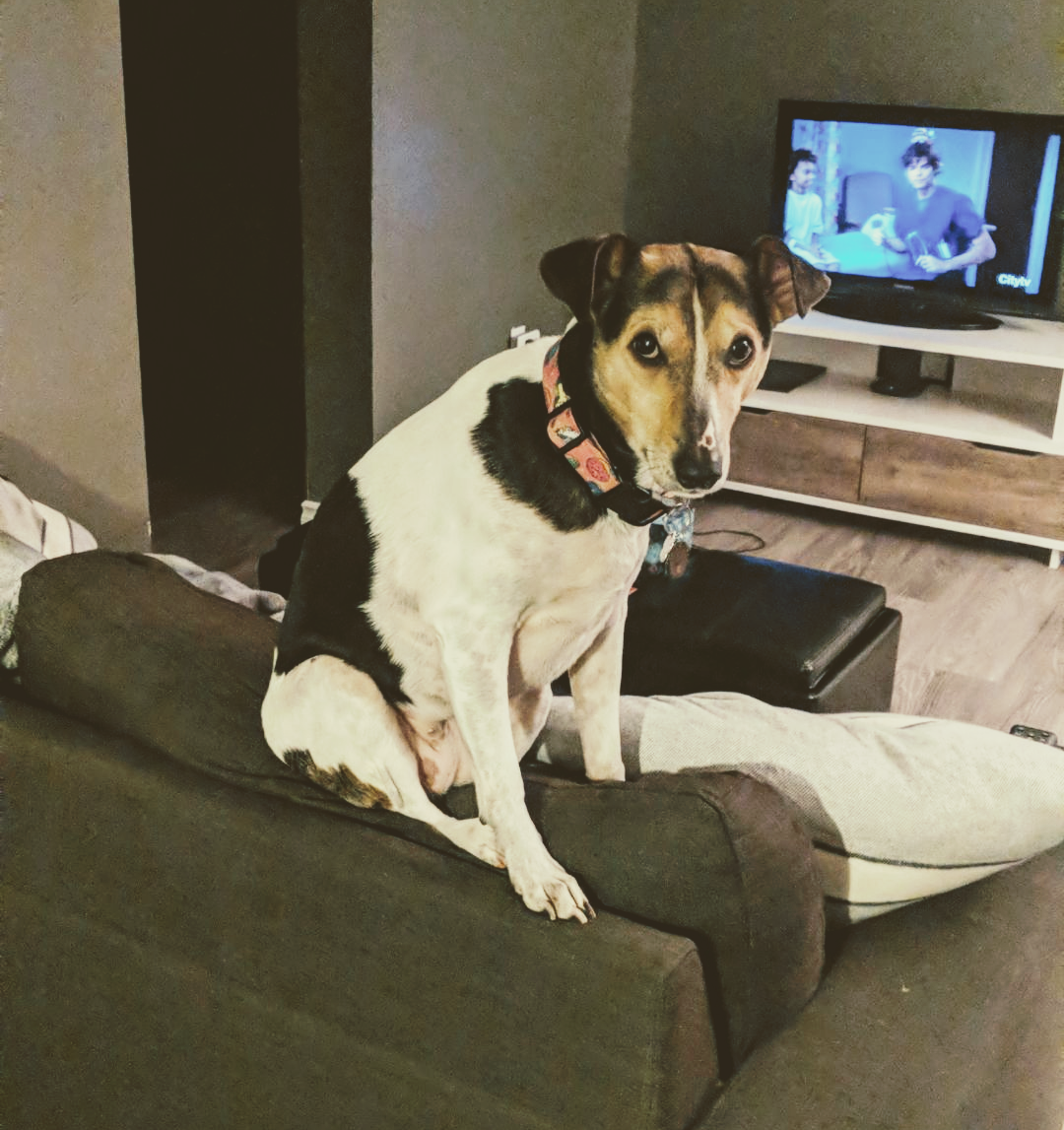 dog sitting on top of couch
