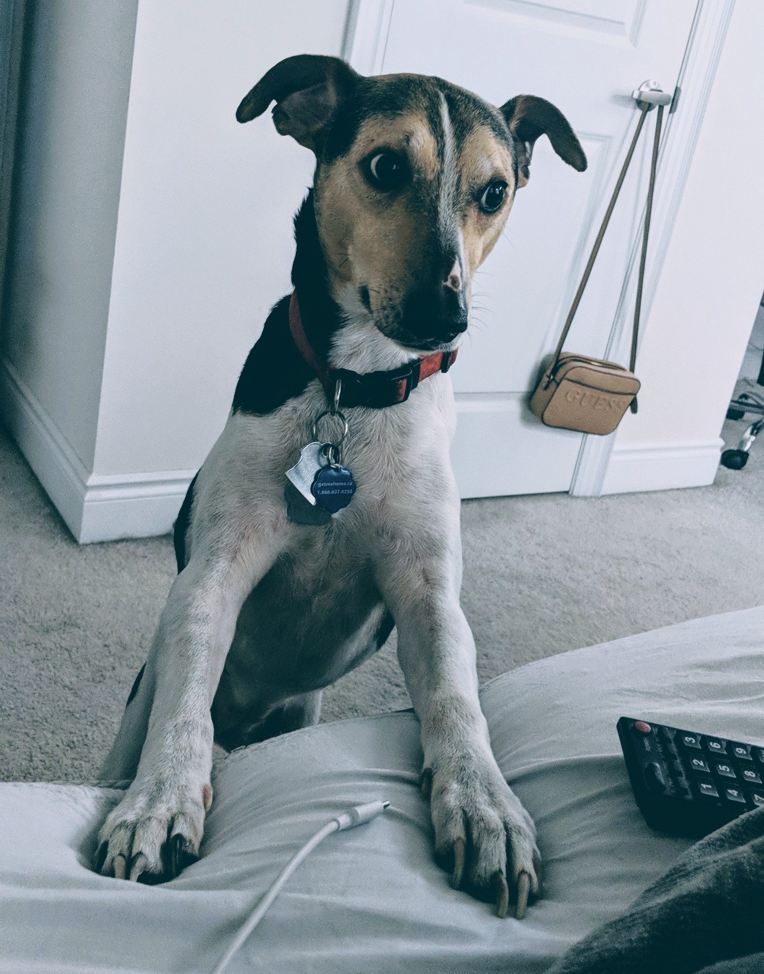 dog with paws on bed