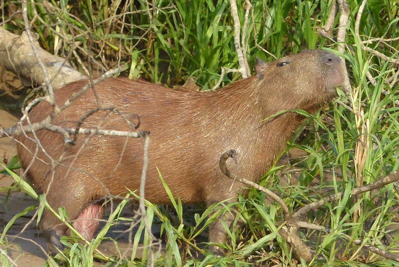 Capybara