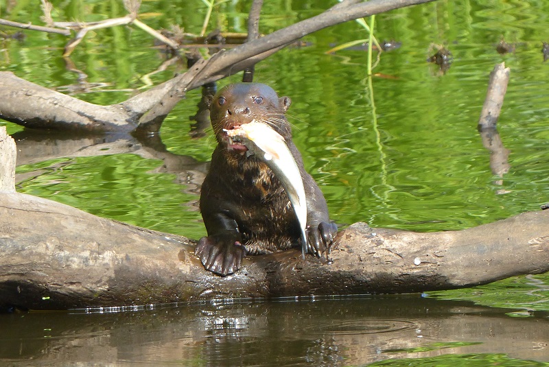 Giant River Otter