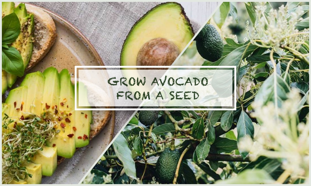 How to grow avocado from pit