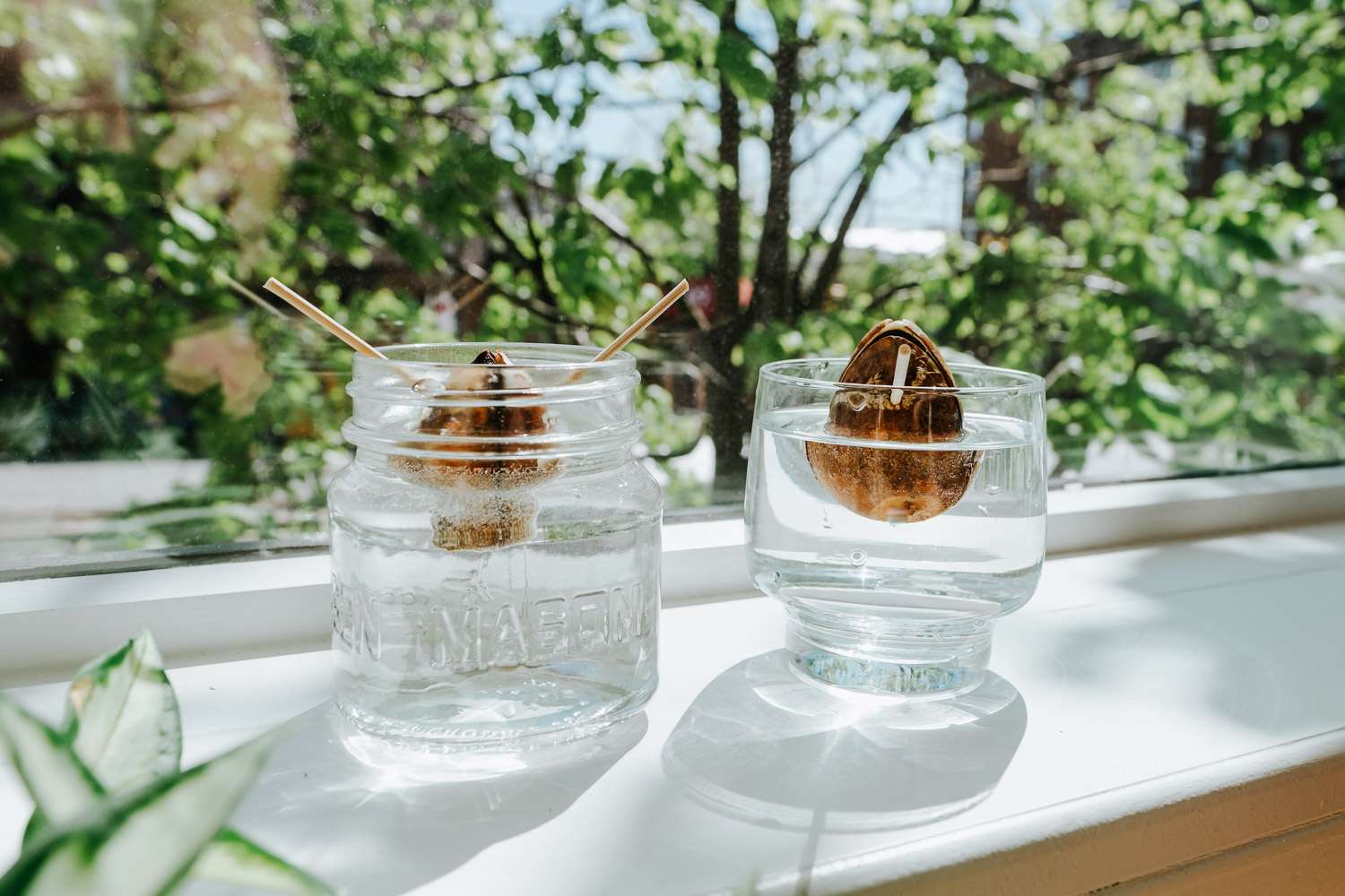 Avocado pit in the water