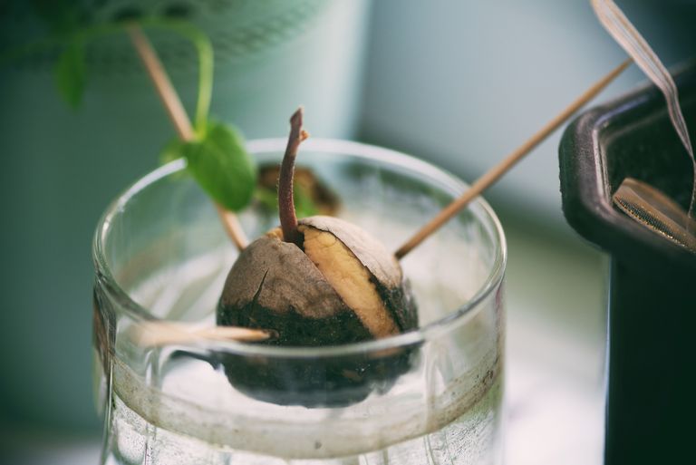 Avocado seed sprouted