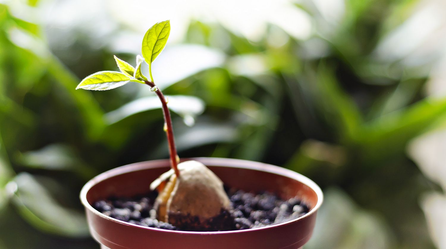 Avocado plant in soil