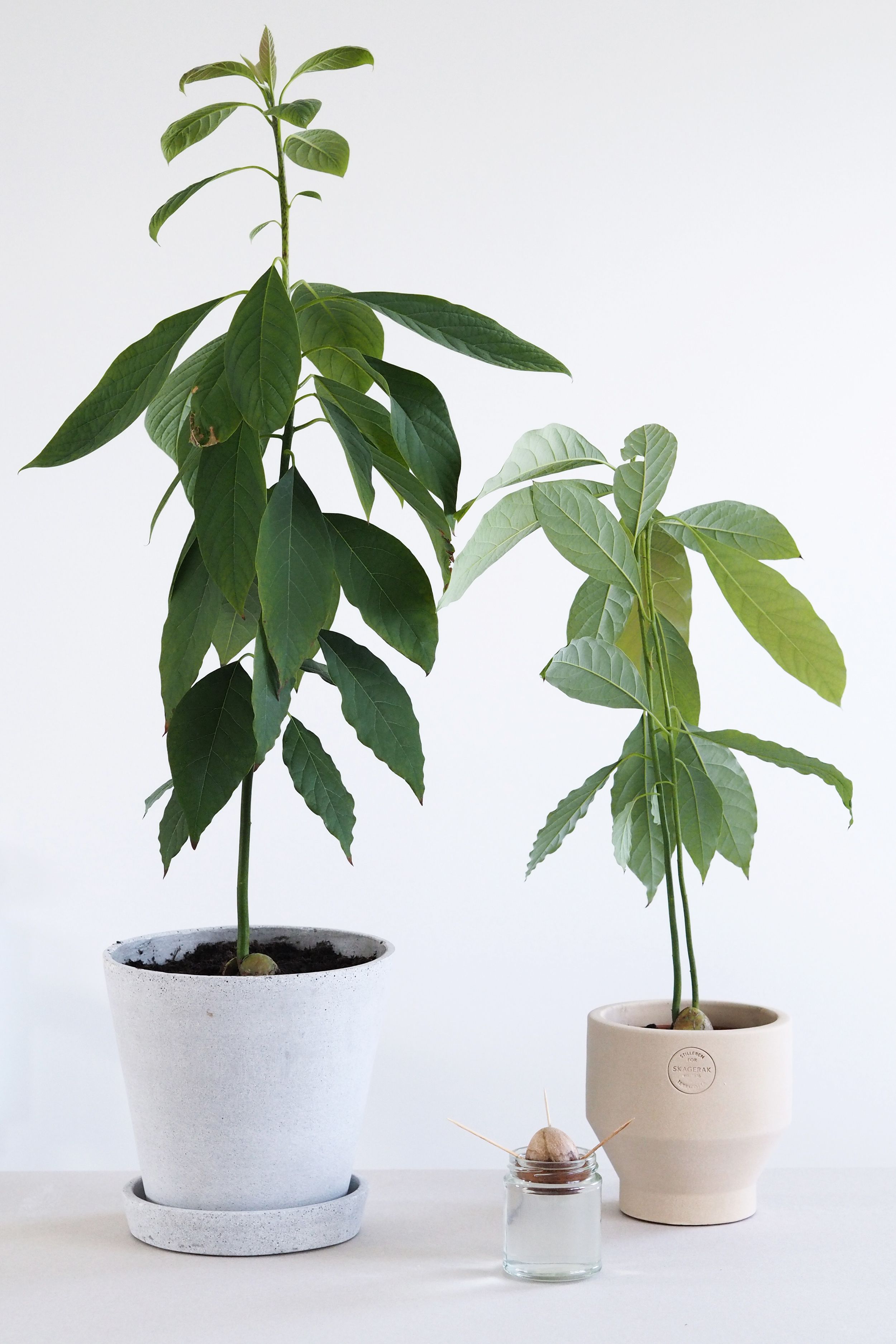 Grown avocado plant