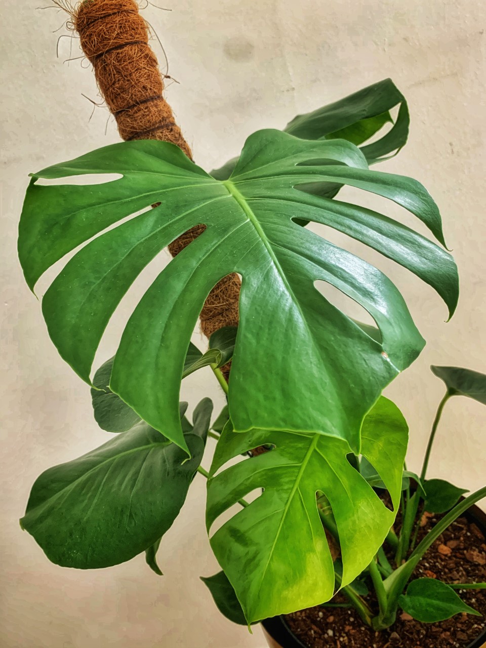 monstera