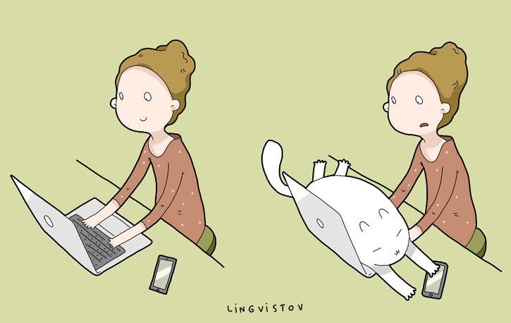 Cat above a laptop