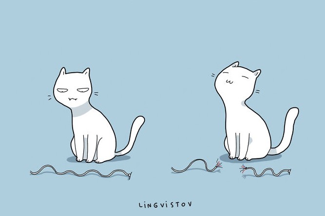 Cat with break a cable