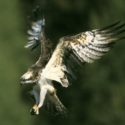 osprey