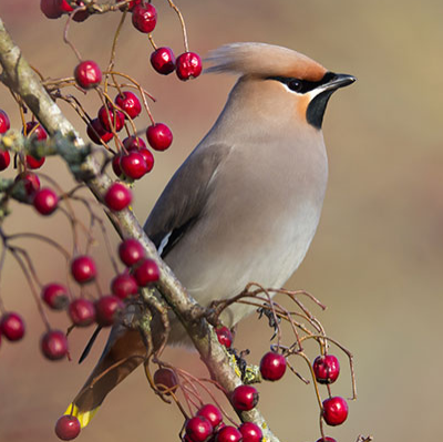 waxwing