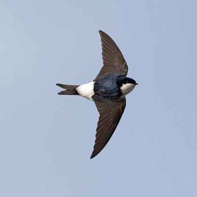 house martin