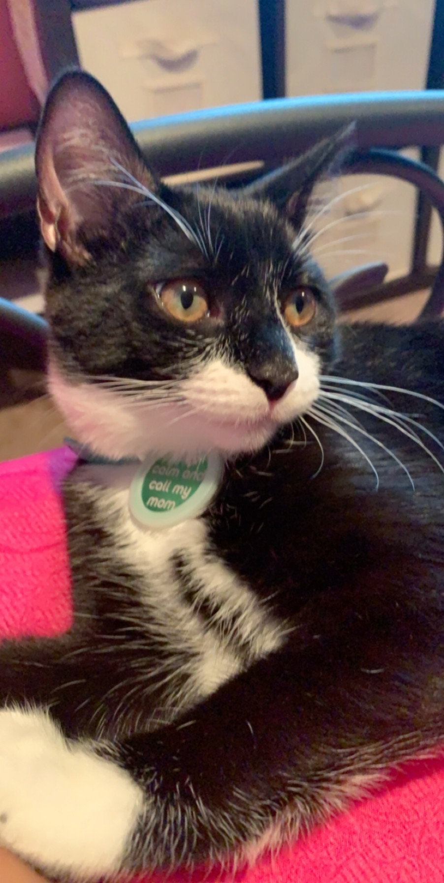 Feline Fritters Mascot