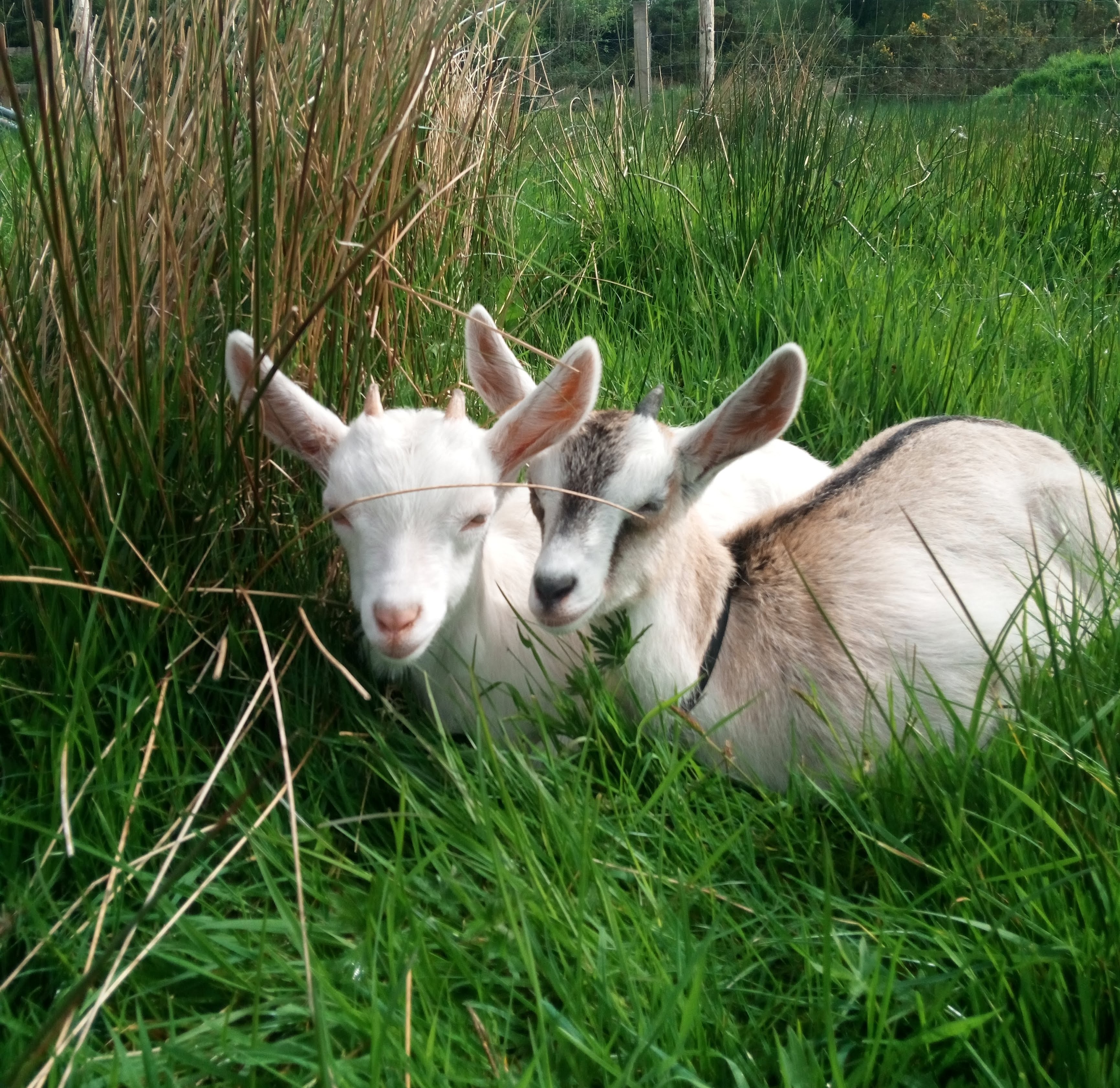 goat kids