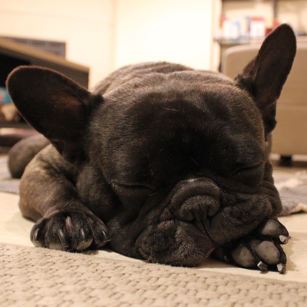 French Bulldog