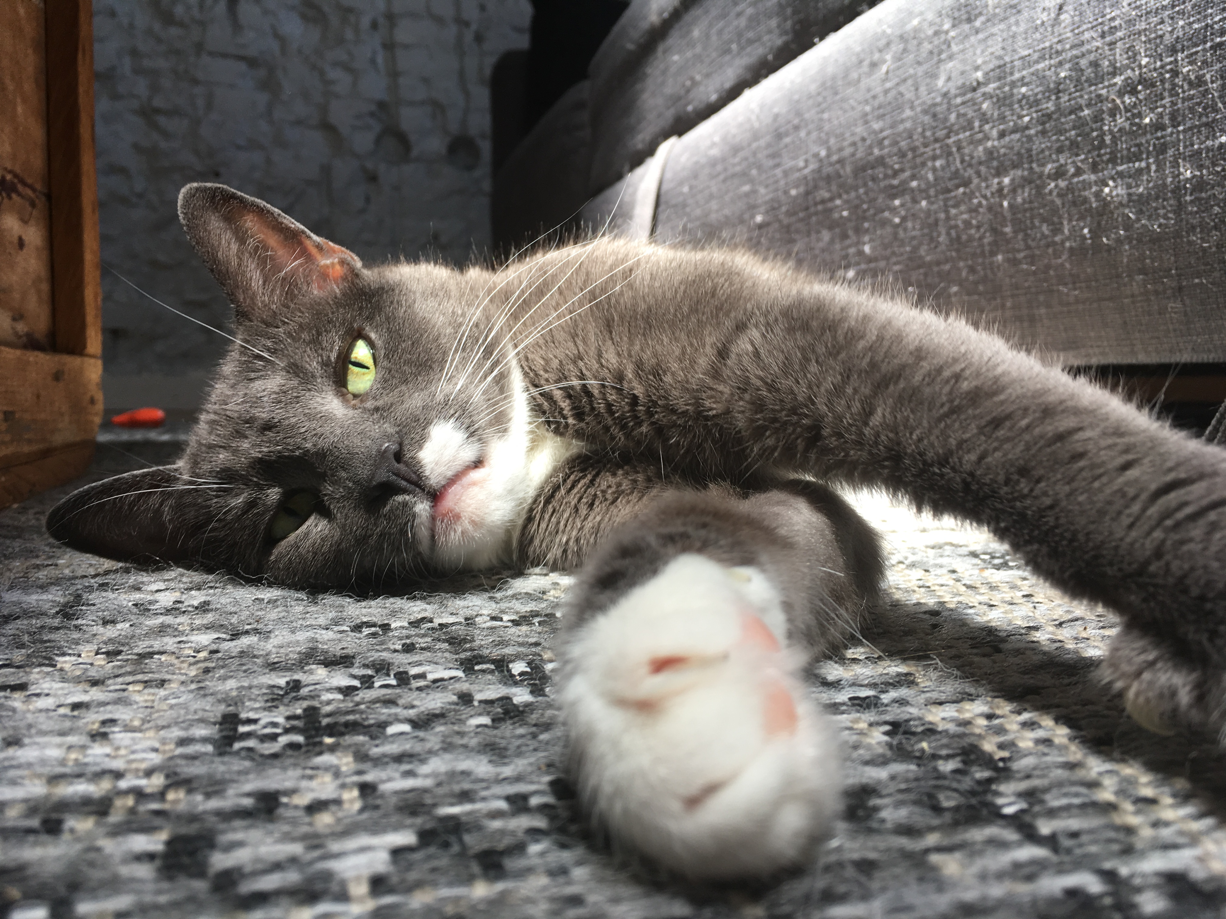 This is Leila! A beautiful grey-blue, white socked, 10 year old cat adopted from de Poezenboot in 2019.