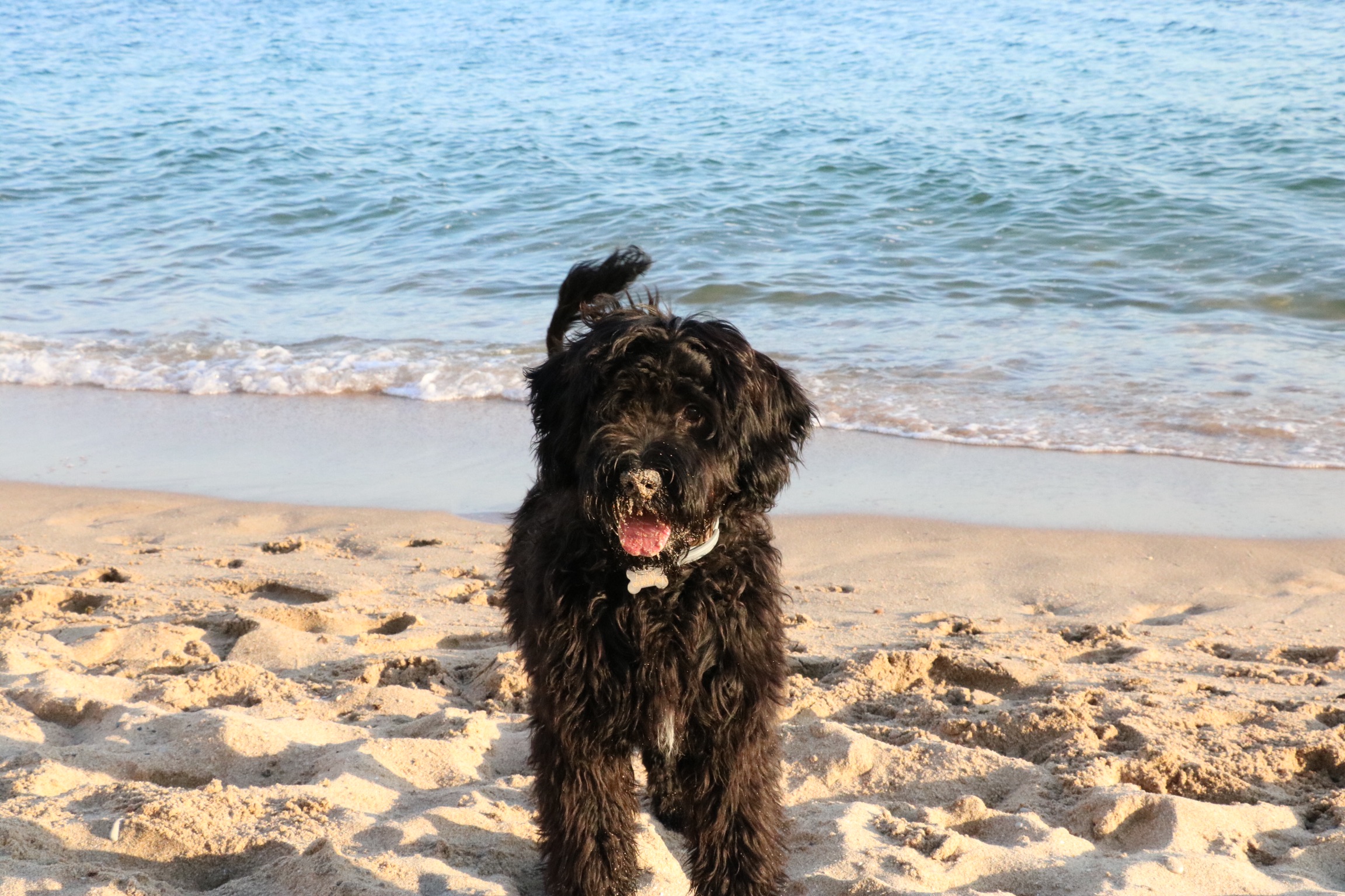 Portuguese water dog