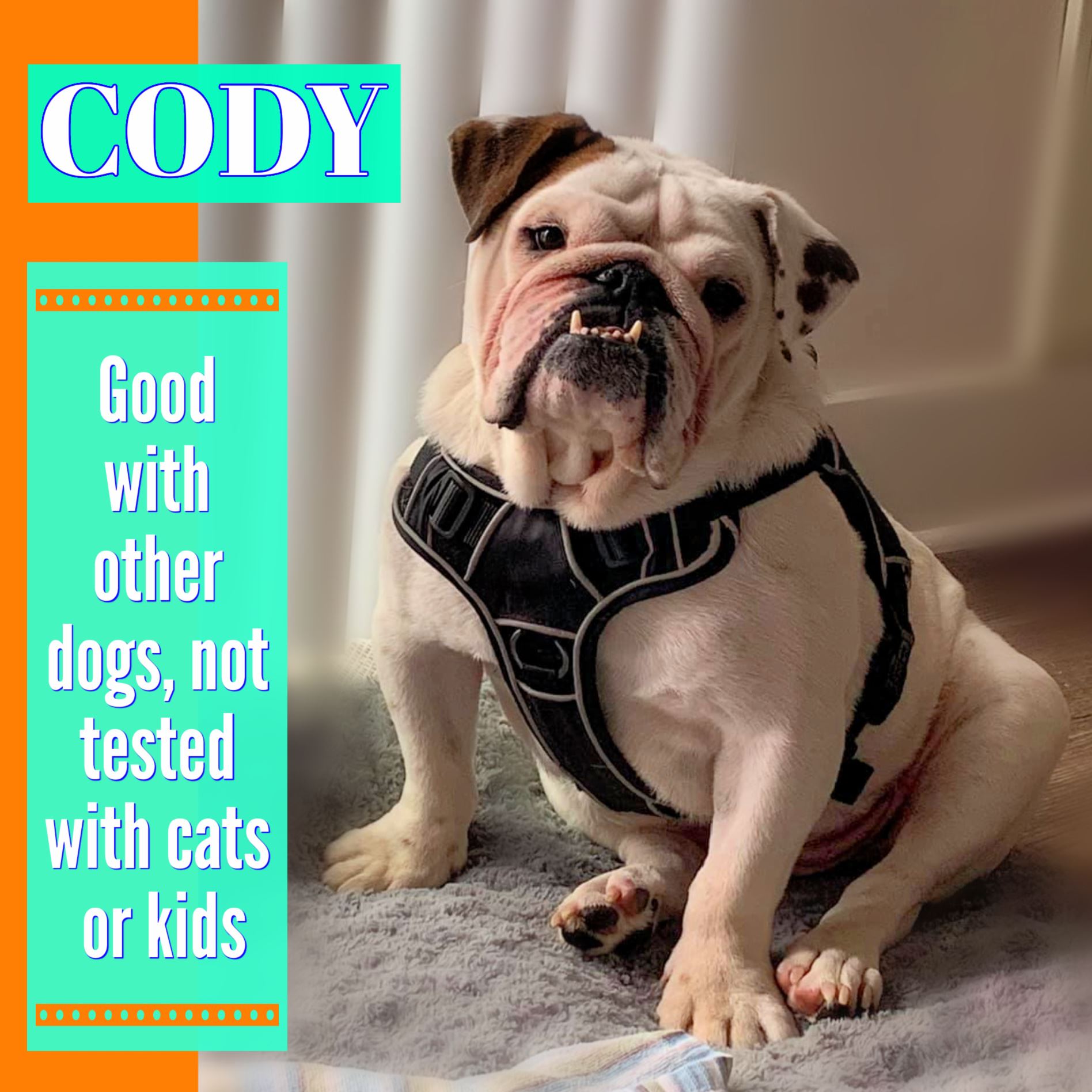 Cody