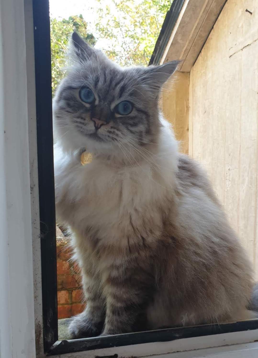 Siberian Neva Masquerade Cat