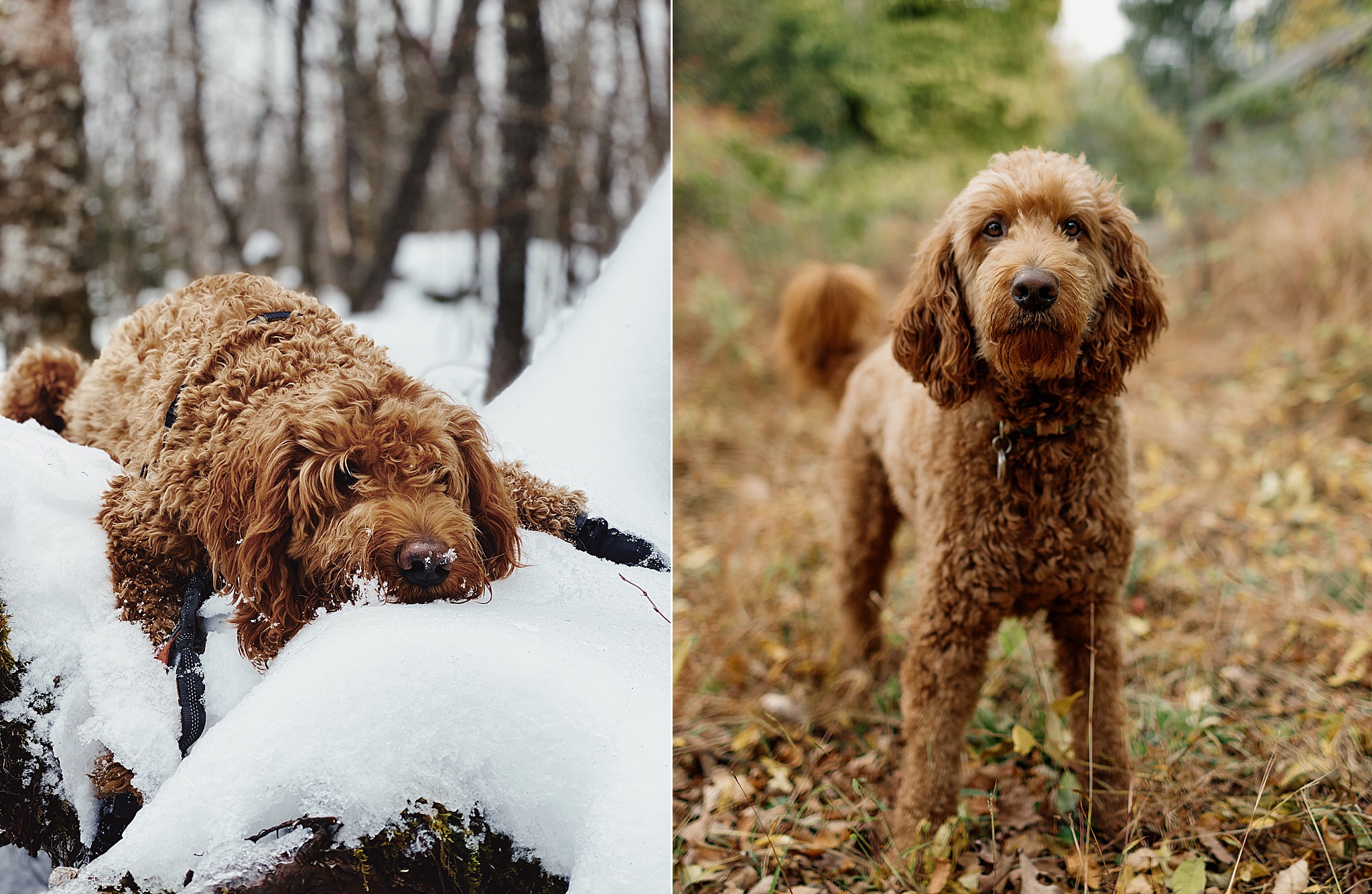 Goldendoodle NYC PHOTOGRAPHY