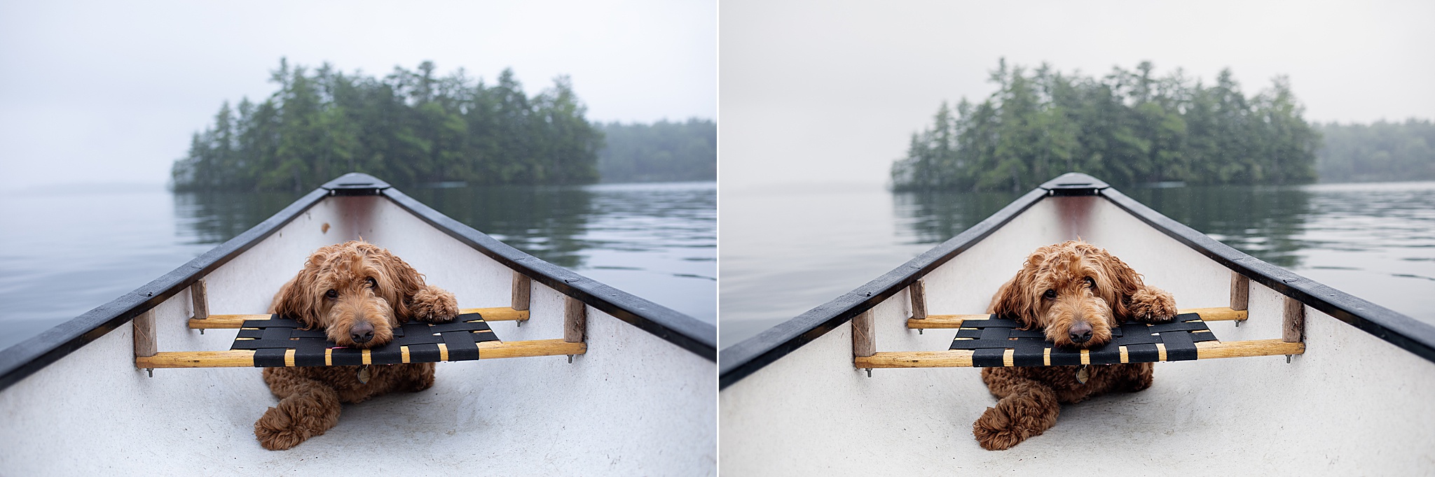 Goldendoodle NYC PHOTOGRAPHY