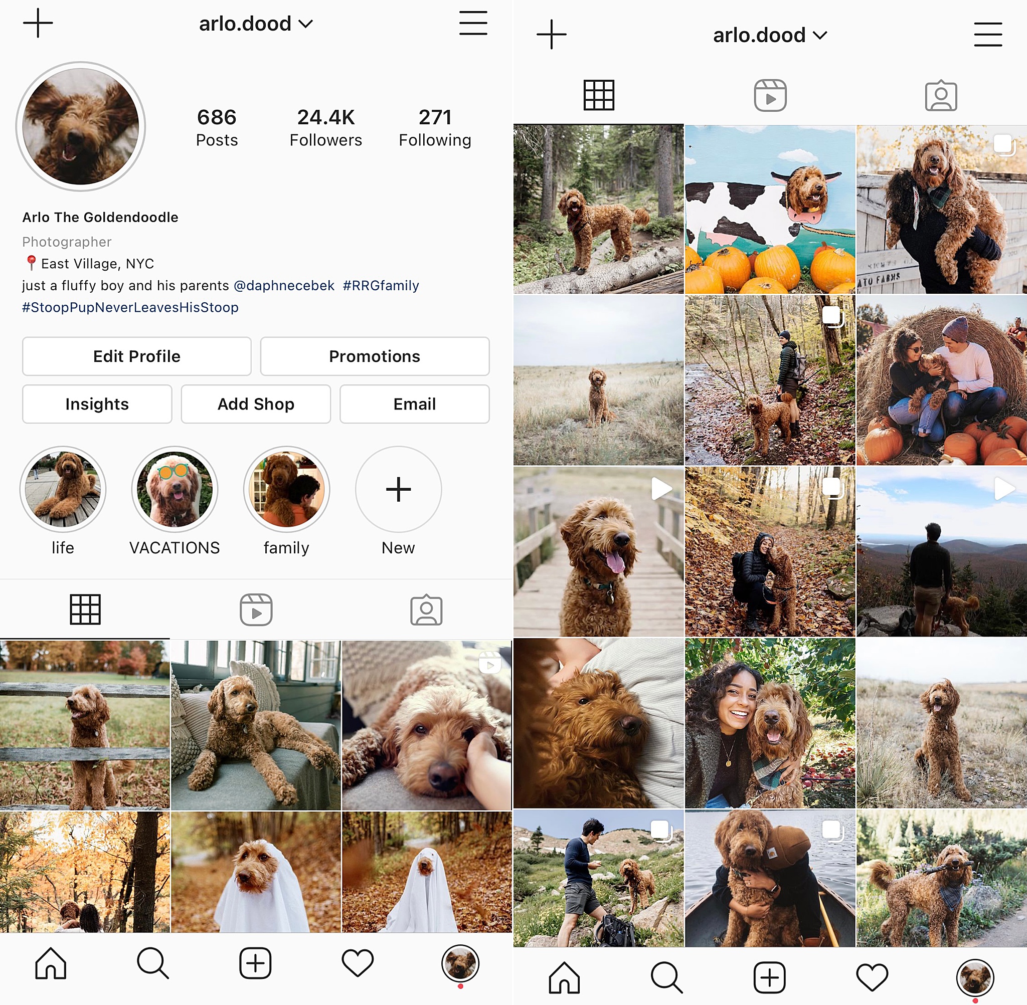 Goldendoodle NYC ARLO.DOOD