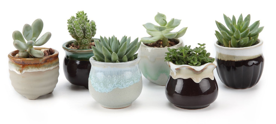 Succulent Arrangement