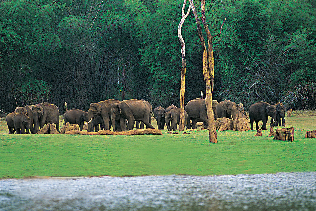 Elephants_forest