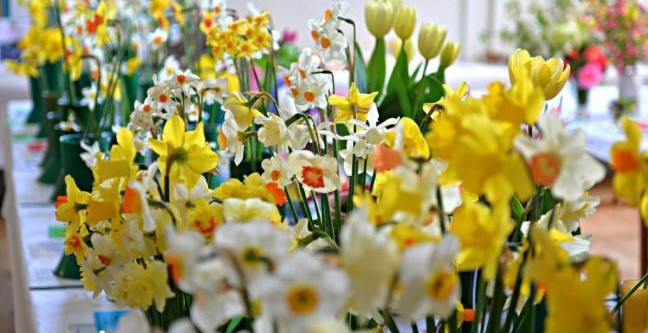 Variety of Daffodils