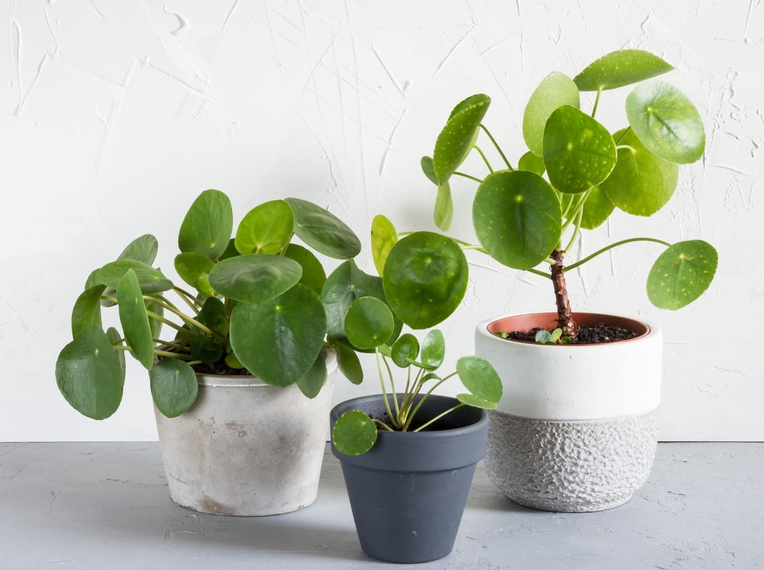 Pilea peperomioides