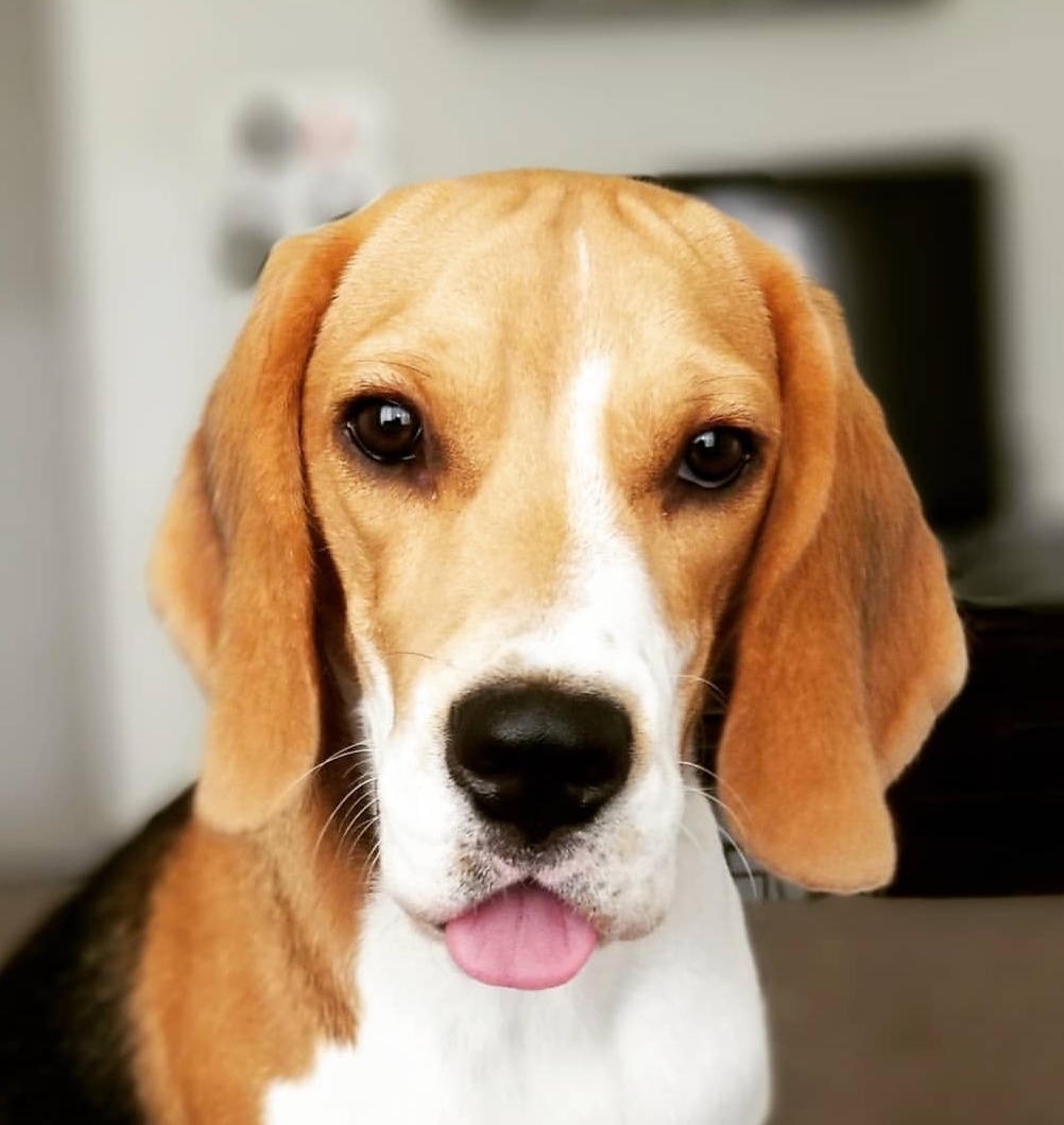 Picture of beagle named Leah