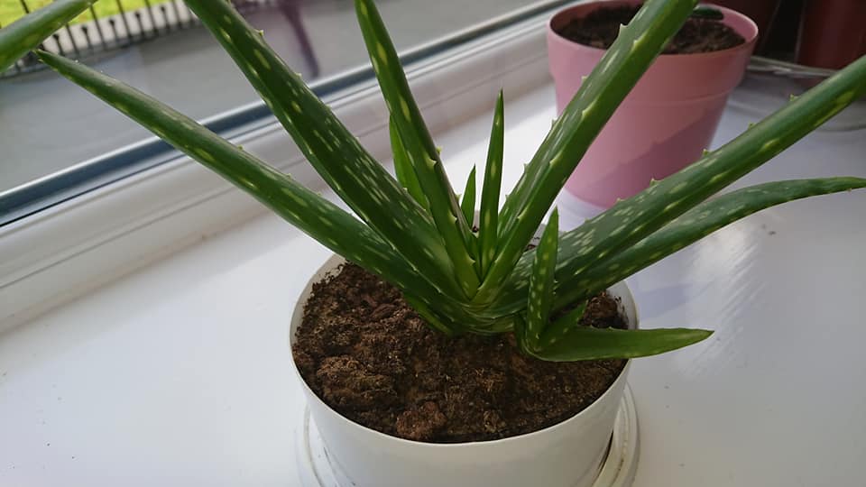 My Aloe Vera