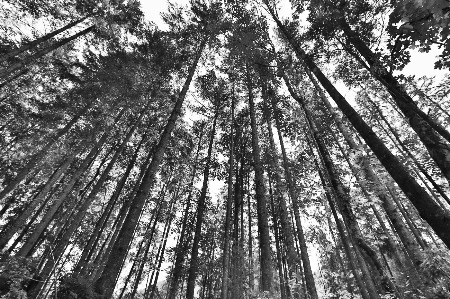 black and white picture of trees in a forest