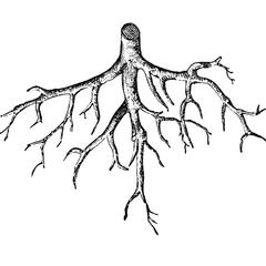 Roots