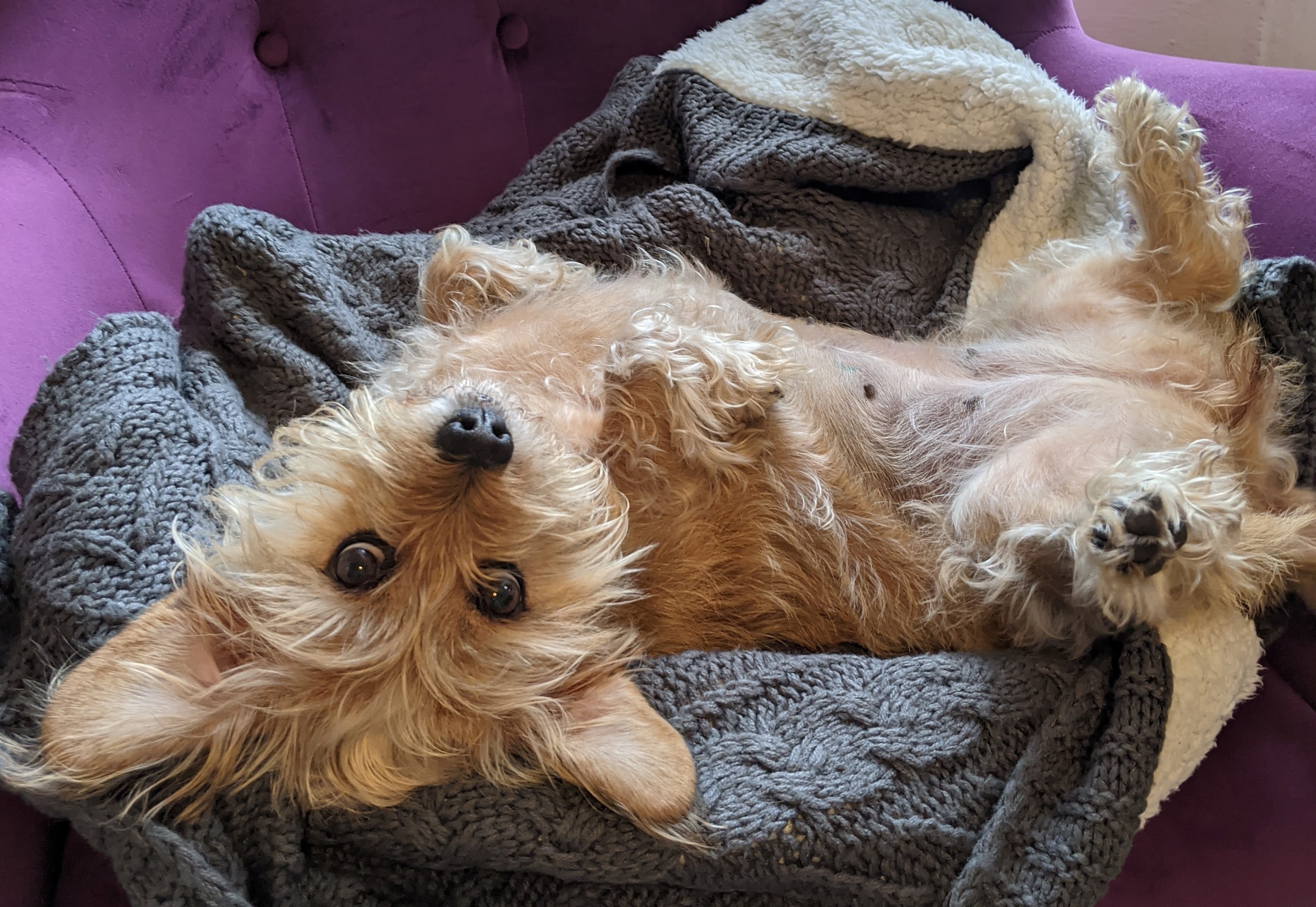 Sophie the Schweenie