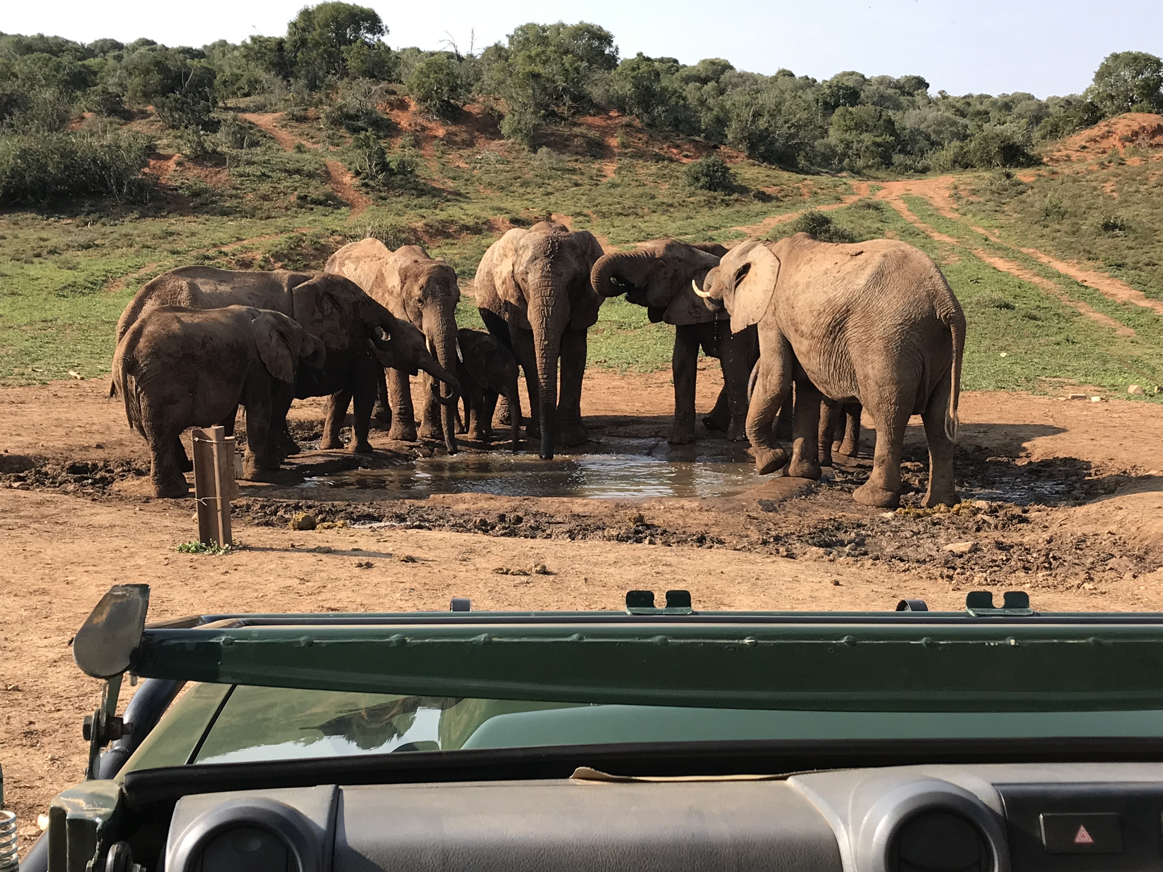 Elephants near waterhole in Africa