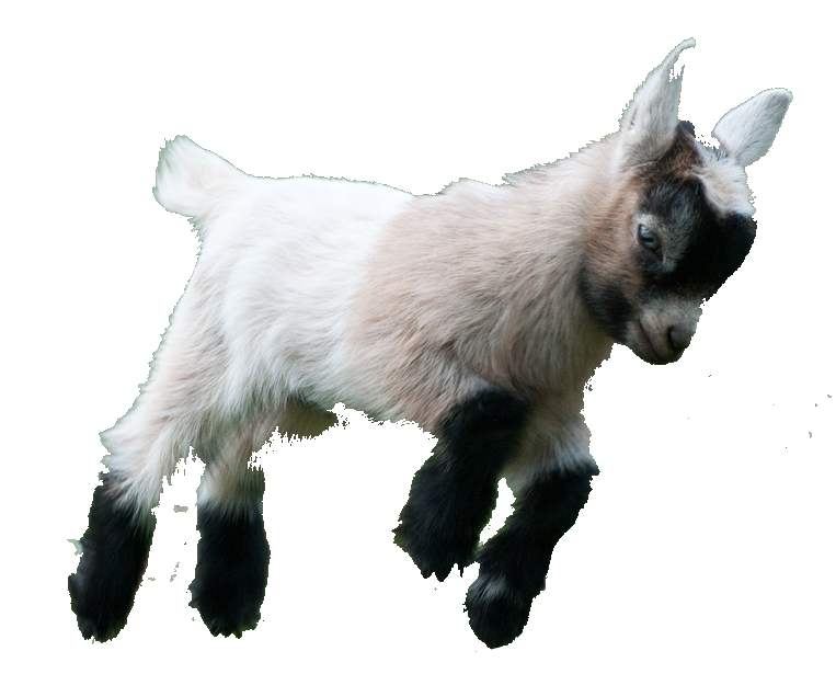 American Pygmy Goat
