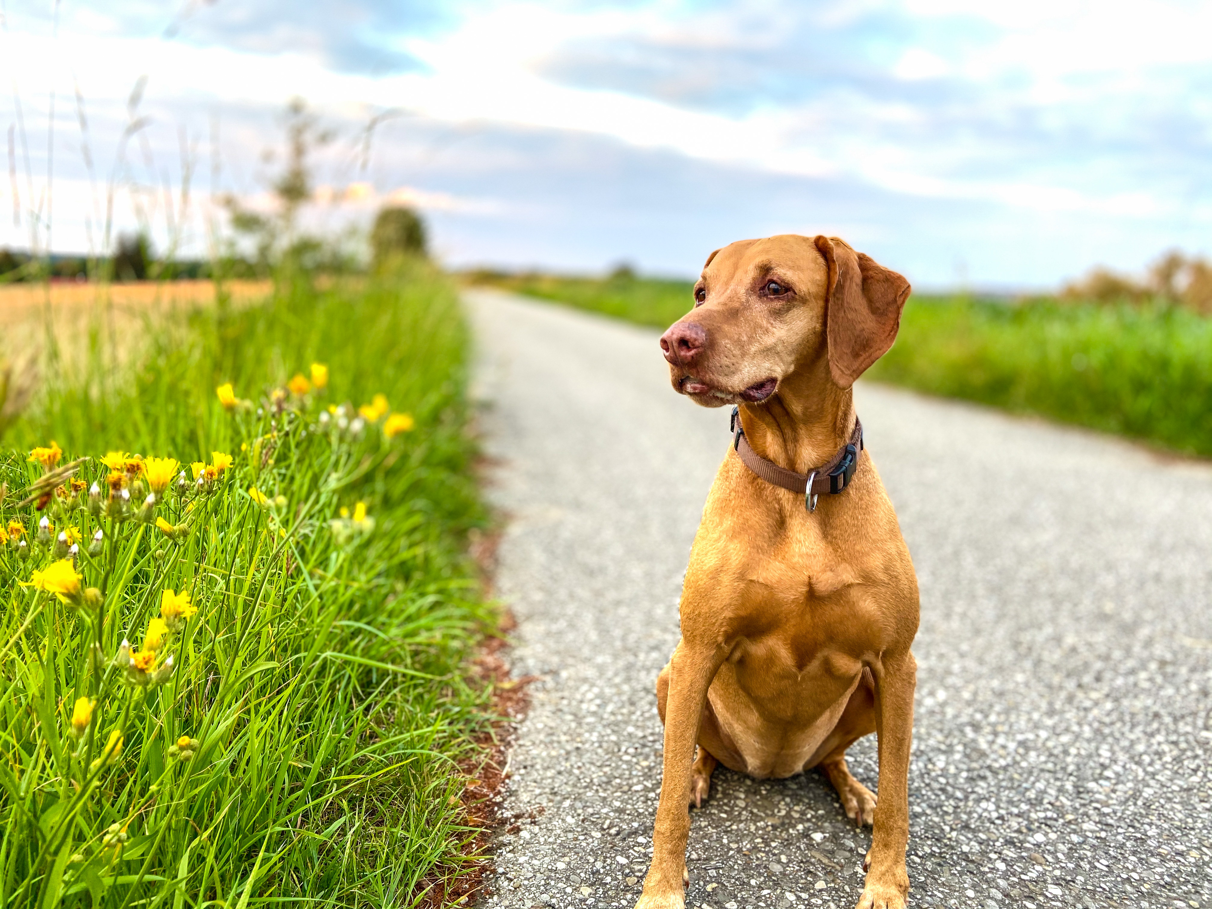 Bella in a Field