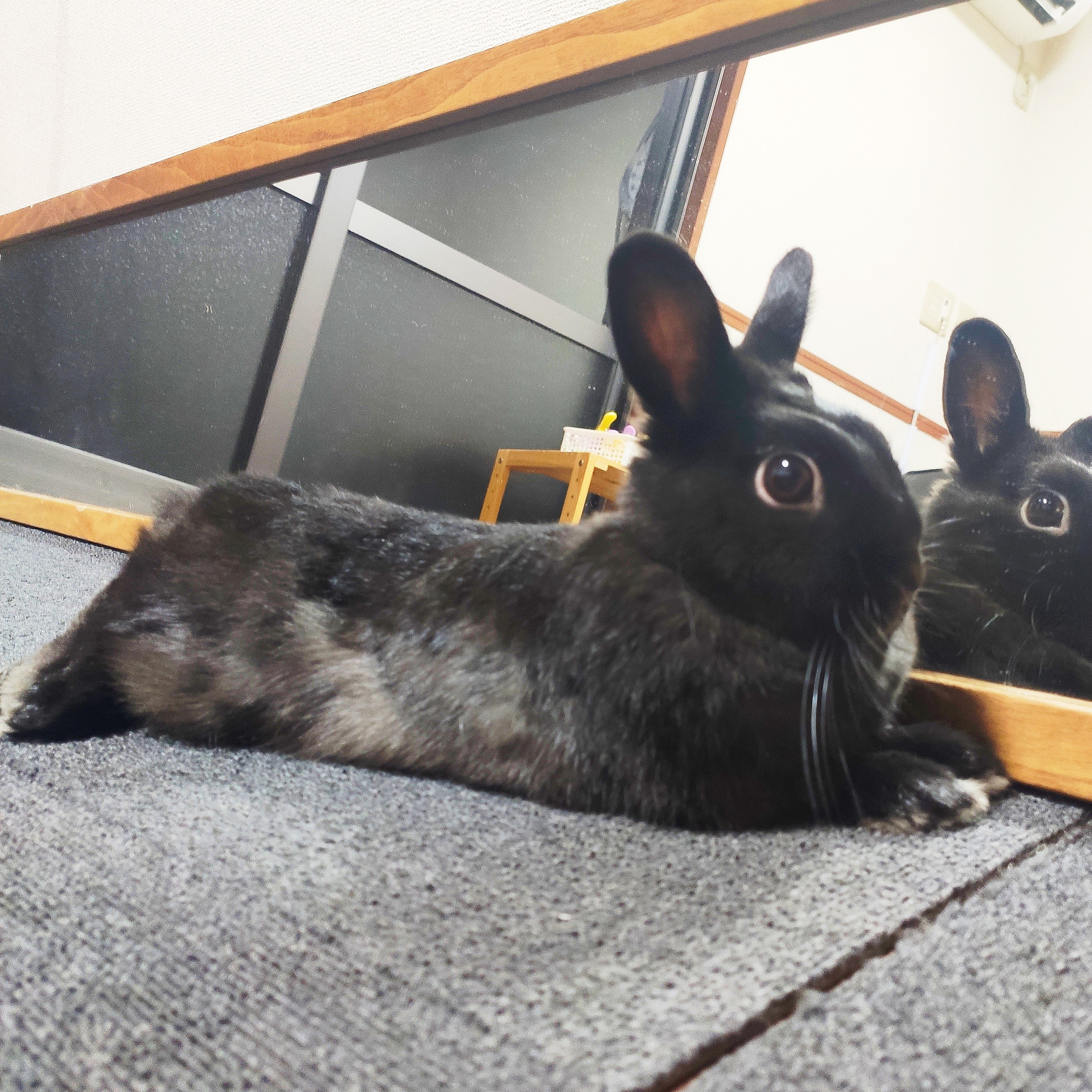 Moqueca admiring her fabulous self on the mirror