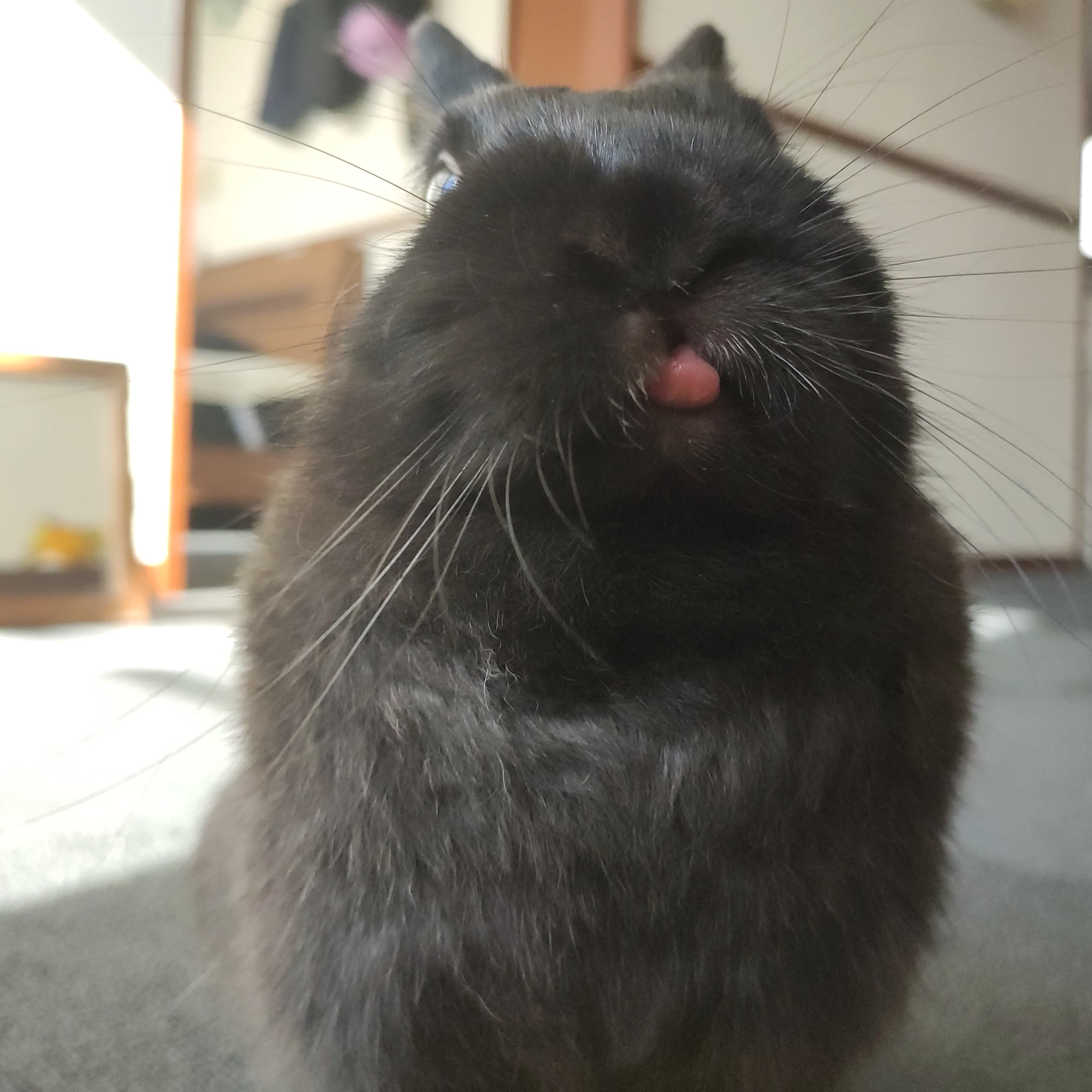 Moqueca, the bunny, showing her tongue