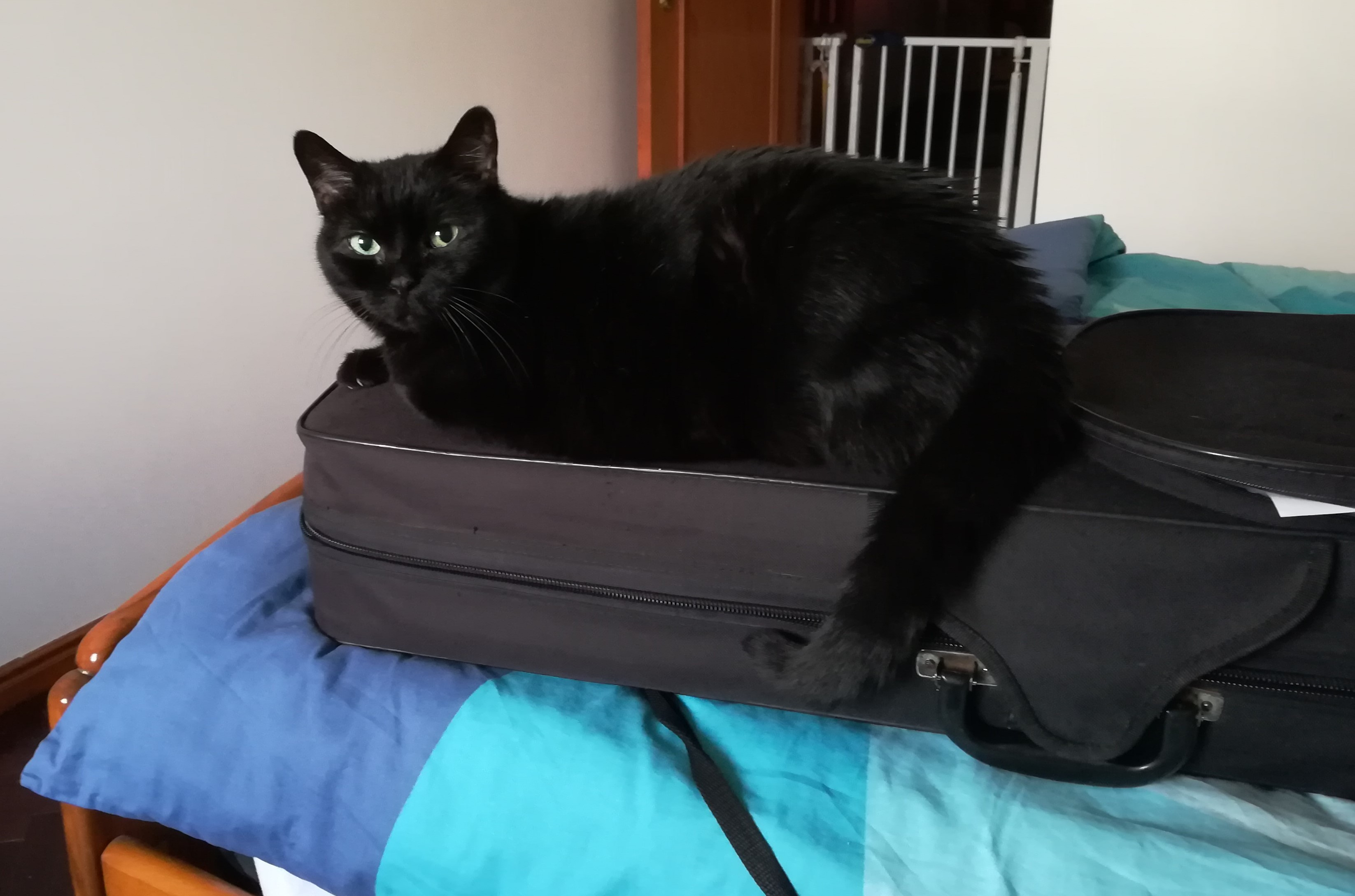 Cat on top of violin case