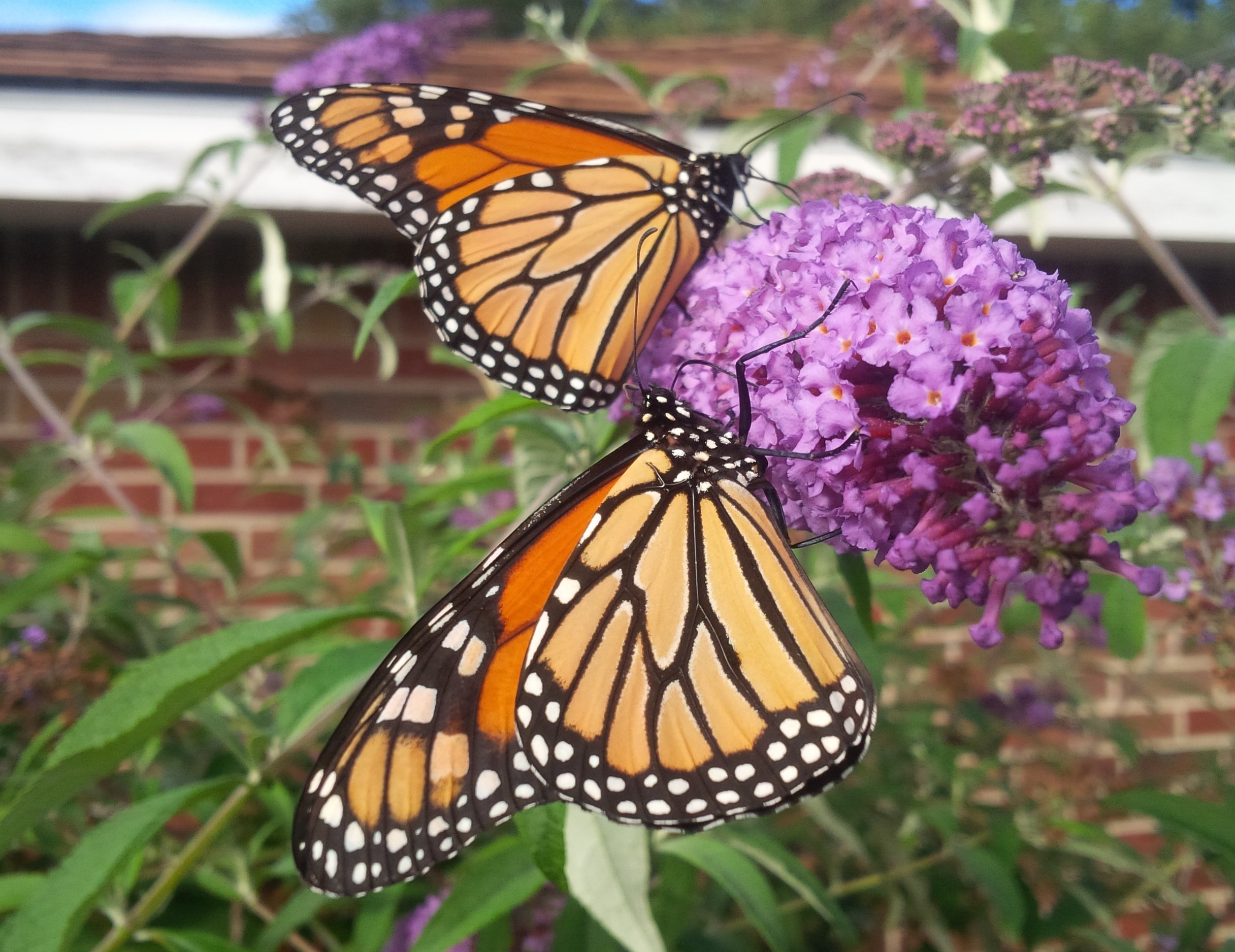 Two Monarch Butterflies